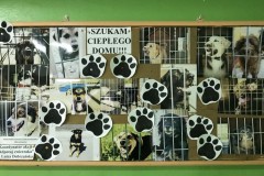 Adoptuj zwierzaka 11.2018